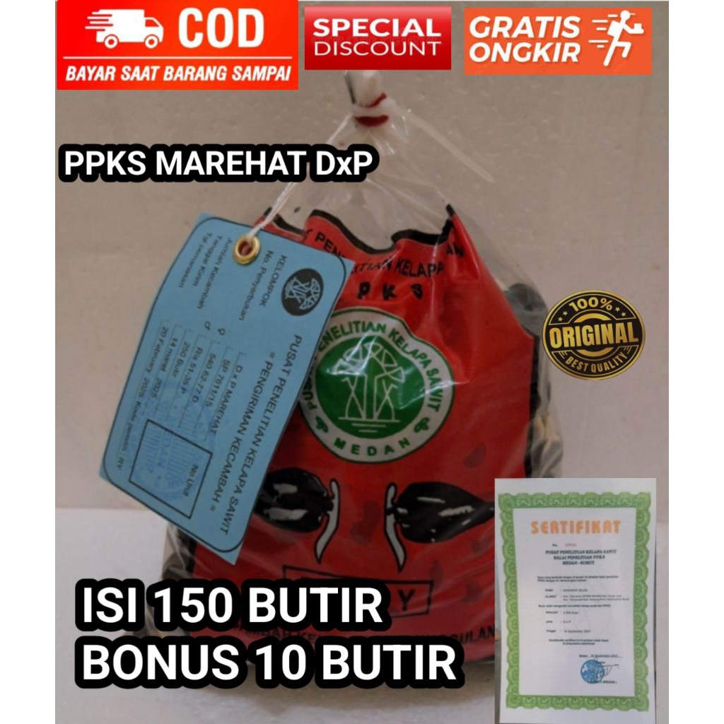 Bibit kelapa sawit MARIHAT (isi 150 butir) bonus 10 butir