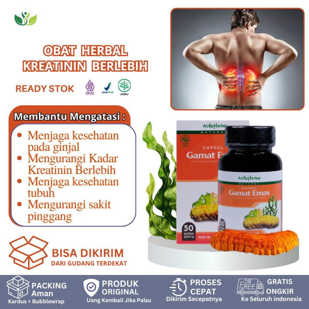 Kapsul Gamat Emas  Mengatasi Kreatinin Tinggi, Penurun Kadar Ureum Kreatinin, Ginjal Rusak, Gagal Gi