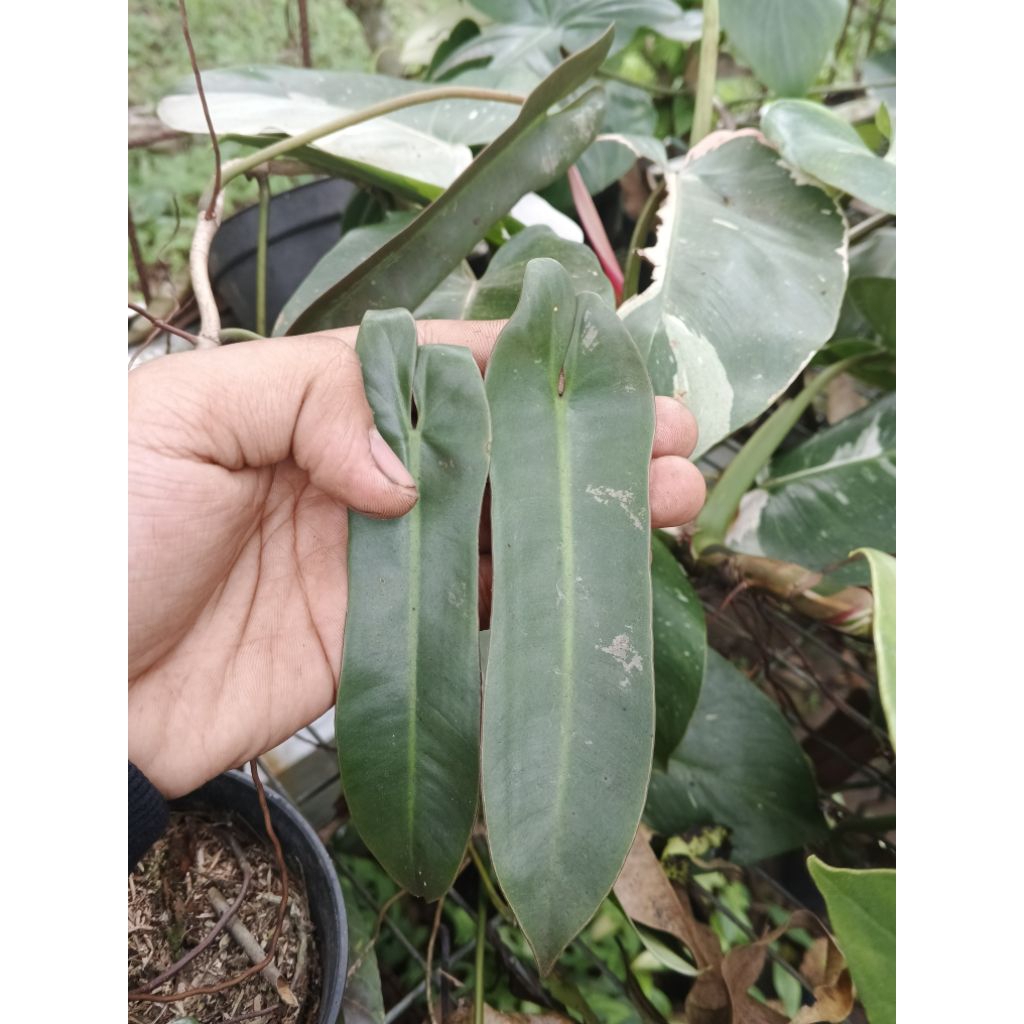 produk terbaru 1 daun pancing spiritus sancti