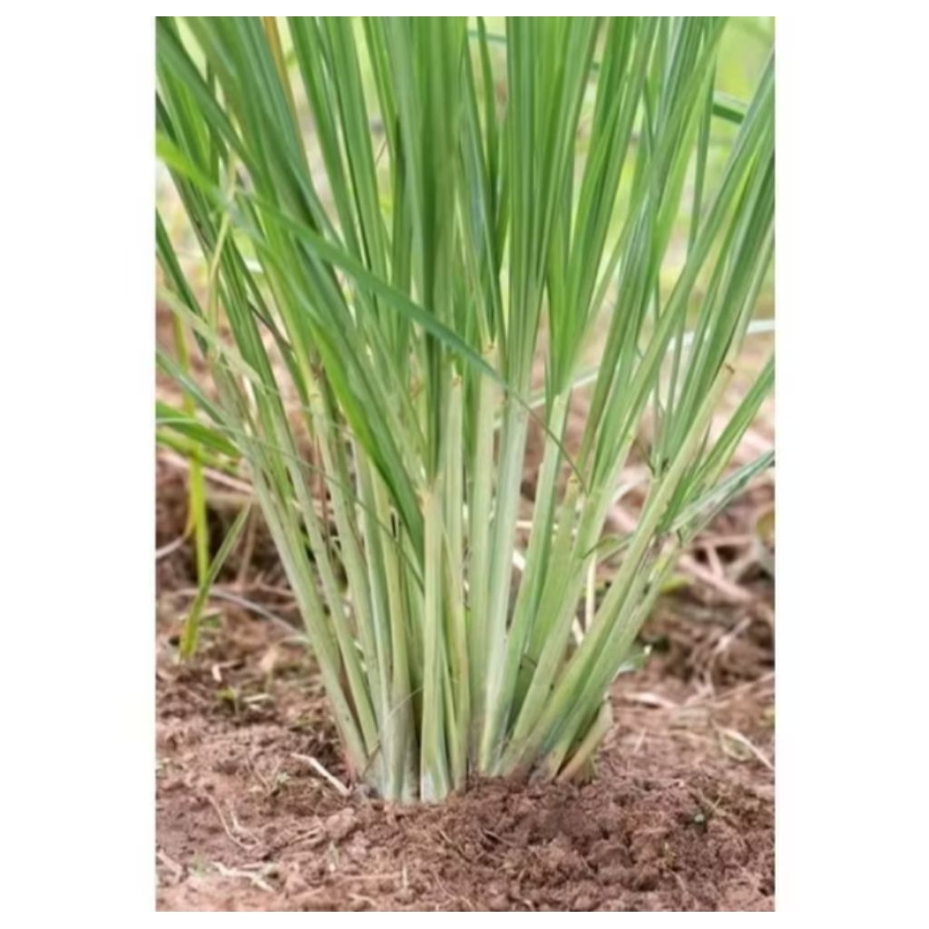 bibit tanaman serai masak/bumbu dapur