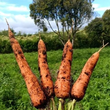 COD - Bibit Wortel Brastagi