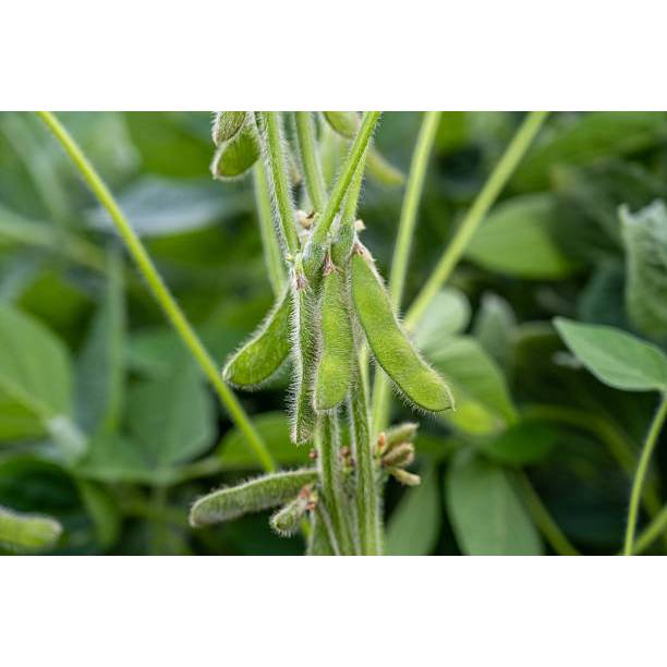 MURAH - Benih Kedelai Edamame Kacang Jepang Unggul