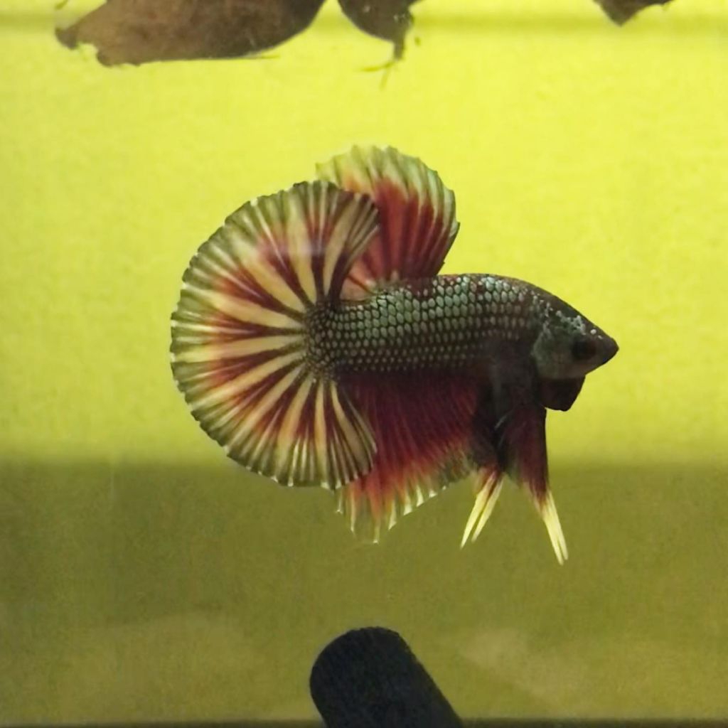 Cup4ng HMPK Line Dragon Cooper Comby Bester Besgel COD