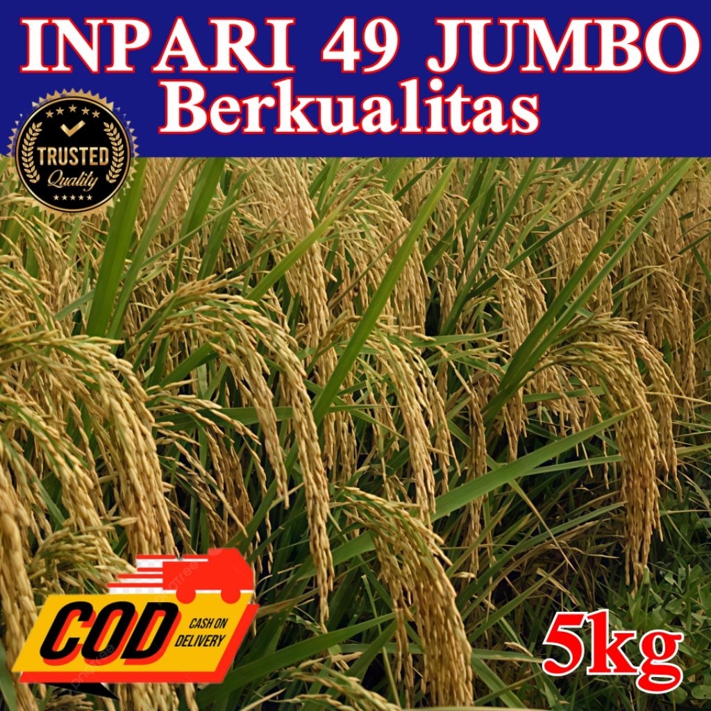 Bibit benih padi Inpari 49 jumbo berkualitas unggul kemasan 5kg