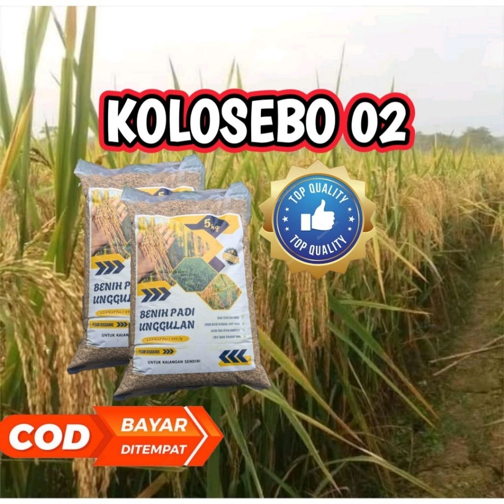 BENIH PADI KOLOSEBO 02 ORIGINAL KEMASAN 5KG
