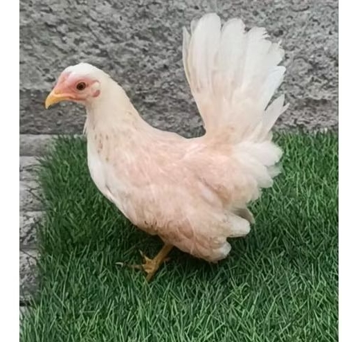 ayam kate betina muda