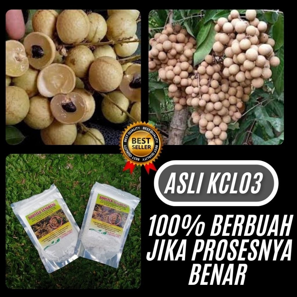 Pupuk Kelengkeng Cepat Berbuah, Pupuk Kelengkeng Kclo3, Pupuk Kelengkeng Merah