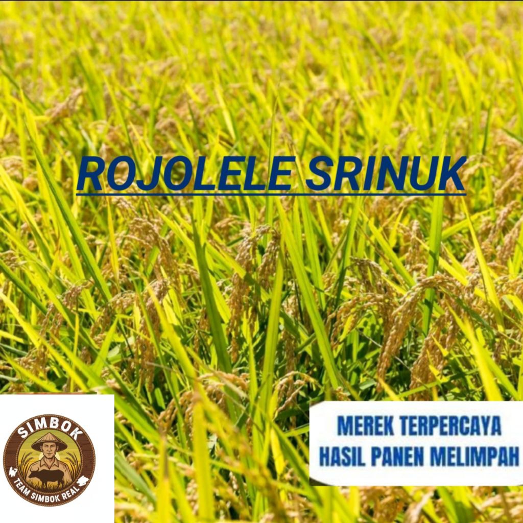 BENIH BIBIT PADI ROJOLELE SRINUK UNGGUL KUALITAS SUPER KEMASAN 1KG