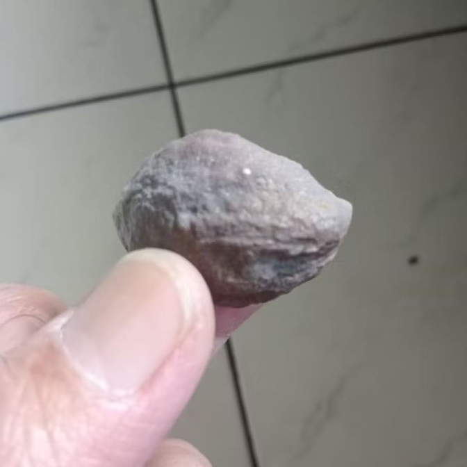 Kemiri Adu Muncang Adu Yanti Sagara Urgen Size Kecil