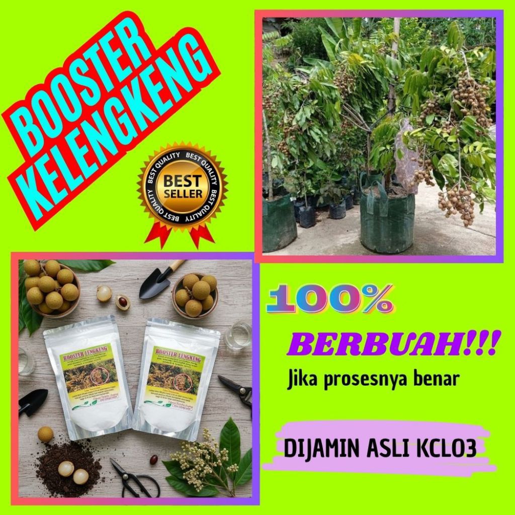 Pupuk Kelengkeng Merah, Pupuk Kelengkeng New Kristal, Pupuk Kelengkeng Saat Berbunga