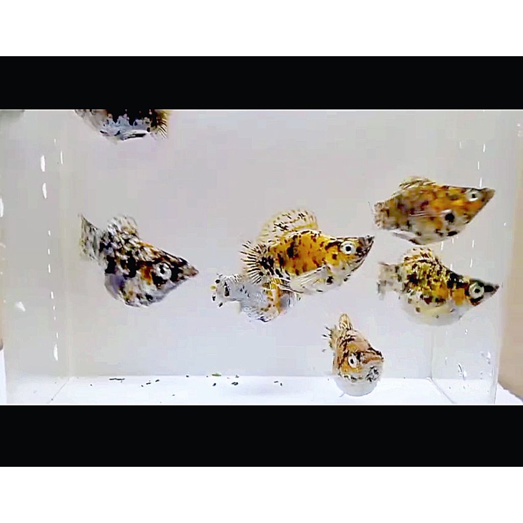 hiasan akuarium grosir 15 pcs MOLLY BALON CALICO