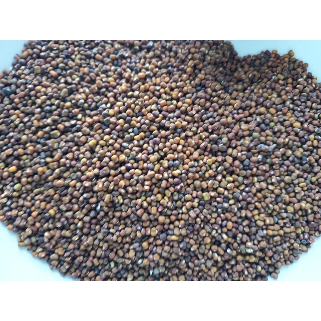 KACANGAN PJ BENIH PJ BIBIT PJ SERATUS GRAM