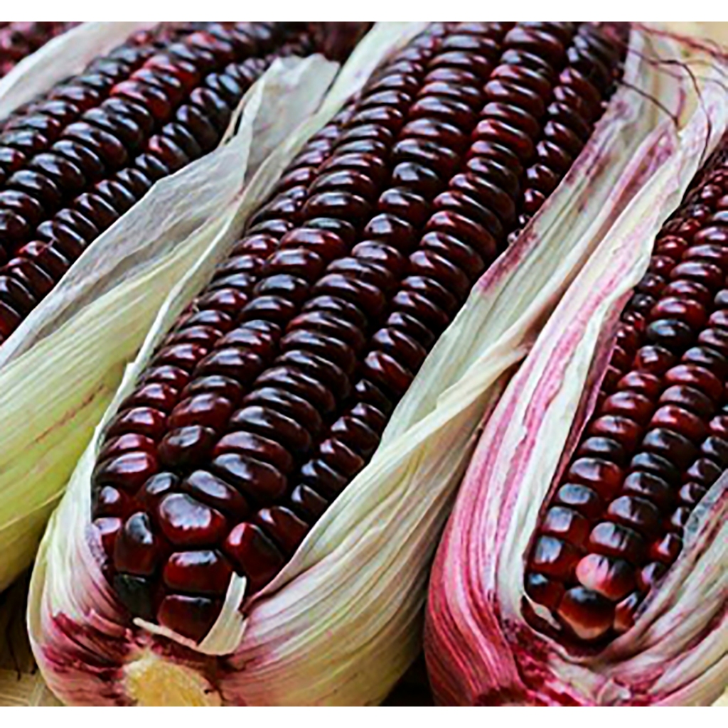 Jagung Ketan Ungu Segar Pulen dan Rendah Gula