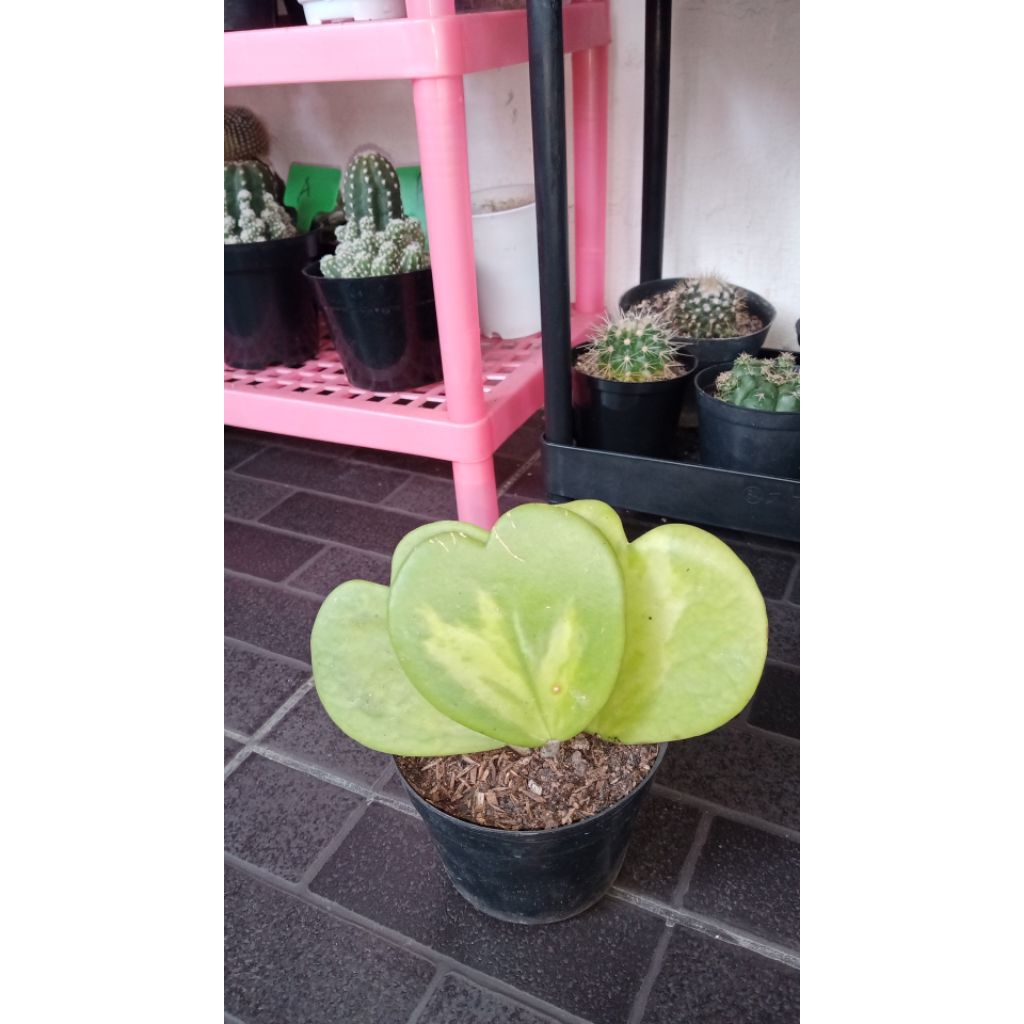 Hoya Kerii Love Variegata