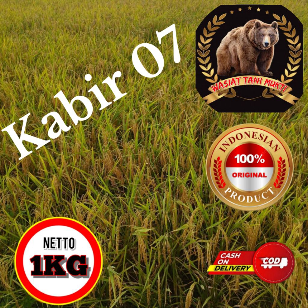 (1KG) BENIH PADI KABIR 07 BERKUALITAS UNGGUL
