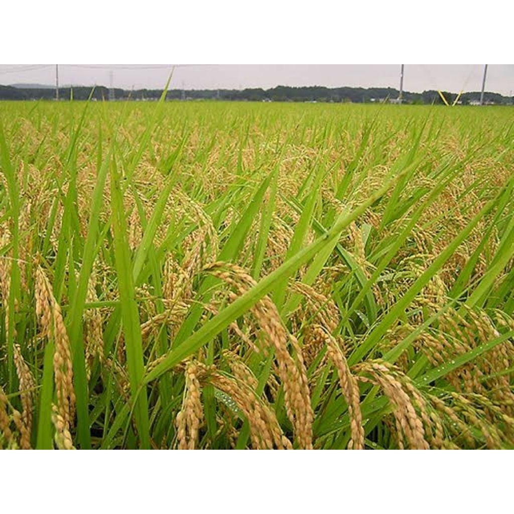 bibit padi KETAN PUTIH 5KG