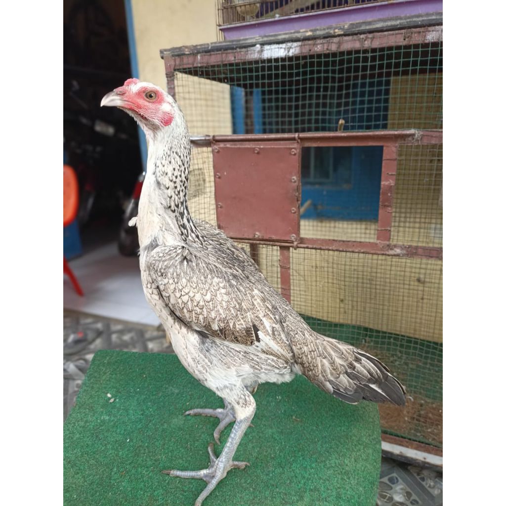 betina Ayam mangon siap ternak biang ayam adu mangon siap produksi