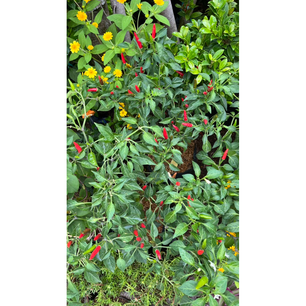 Tanaman Cabai Rawit Untuk Gorengan Polybag Besar Sudah Berbuah