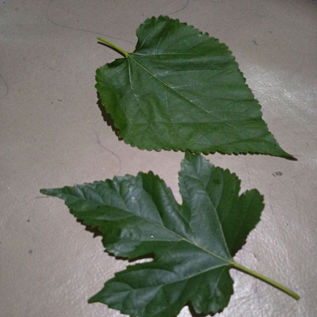 Daun murbei segar Obat herbal,,Sayuran,,Pakan kura-kura,,krispi daun murbei