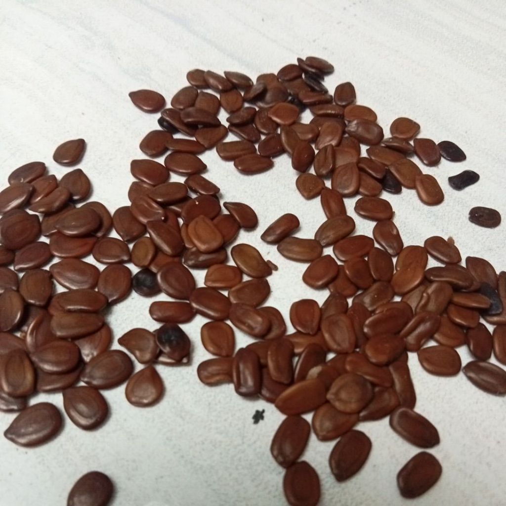 Lamtoro gunung 500gr atau petai cina kering obat diabetes