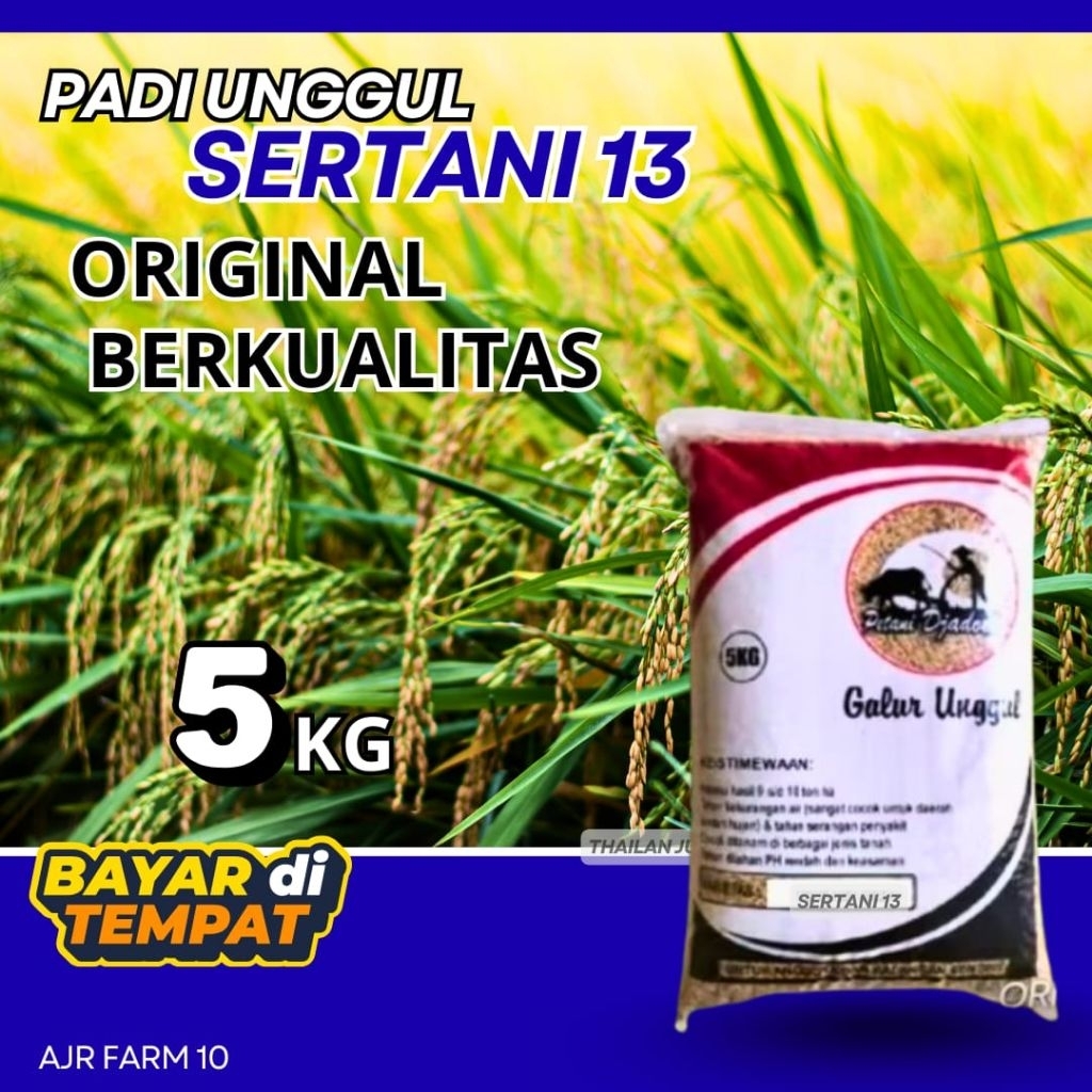 Benih padi unggul SERTANI 13