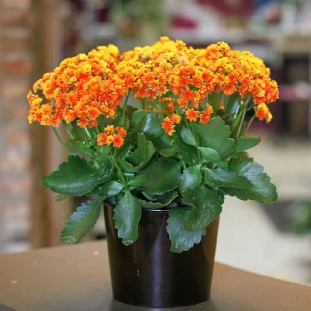 Cocor bebek bunga orange / Tanaman hias cocor bebek / Pohon cocor bebek