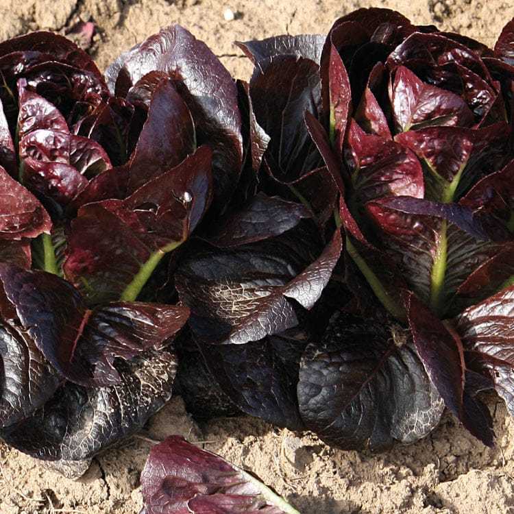 GARANSI - Bibit Selada Red Romaine