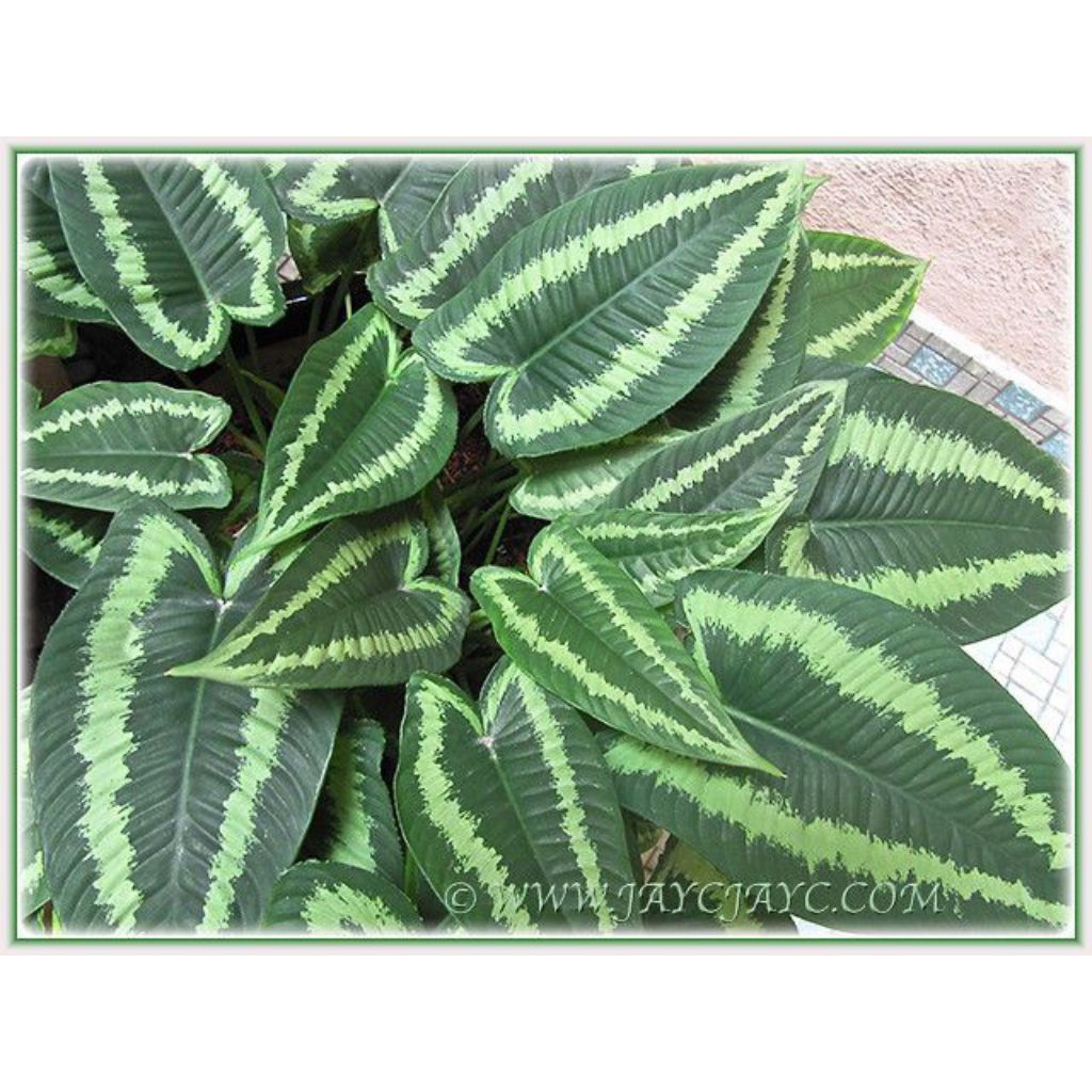 Tanaman Homalomena andromeda.