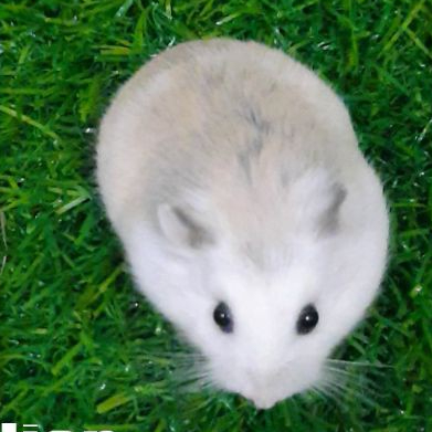 Hamster Roborovski - Hamster Roborovsky Surabaya - Roborovski White Face - Roborovski Brown Face