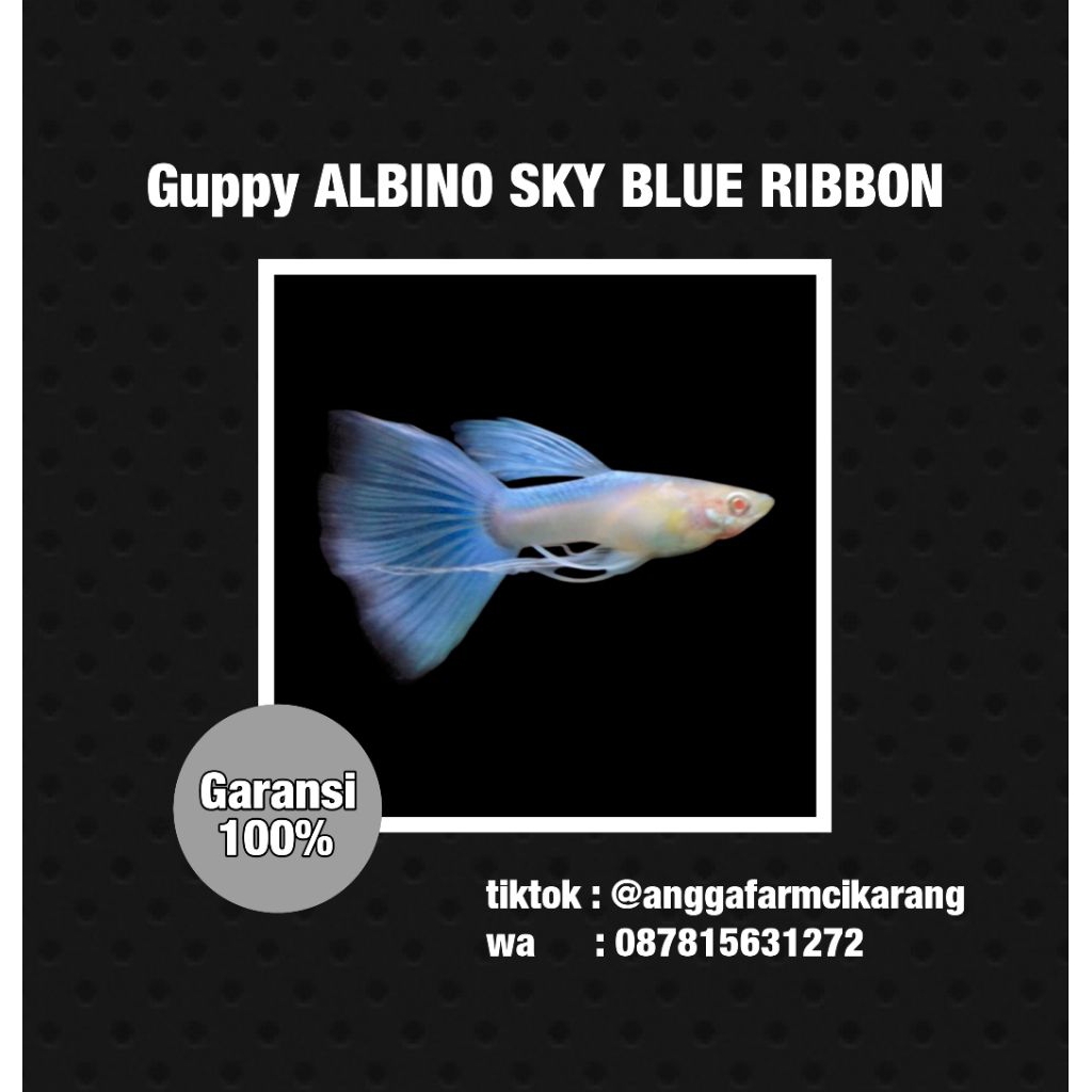 makanan sehat ikan Guppy albino sky blue ribbon