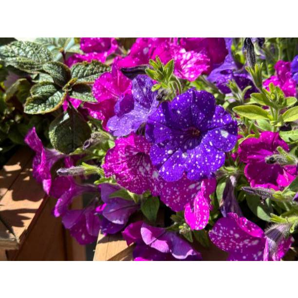 GARANSI - Bibit Bunga Petunia