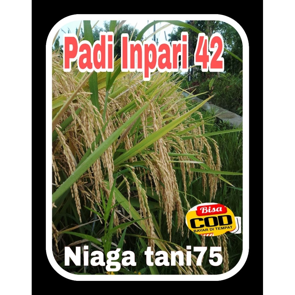 benih bibit padi inpari 42  kemasan 5kg