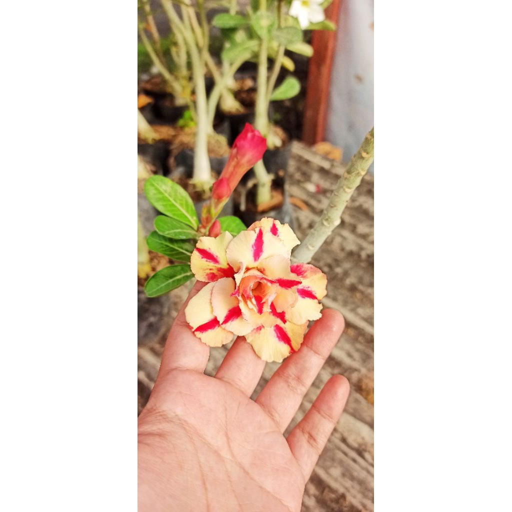 Adenium ID Butterfly Dream Sudah Berbunga Bunga Tumpuk