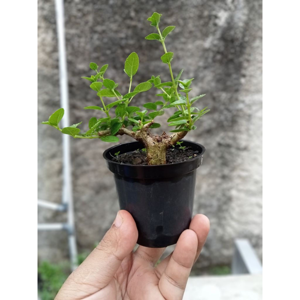 Bonsai Sancang Shito