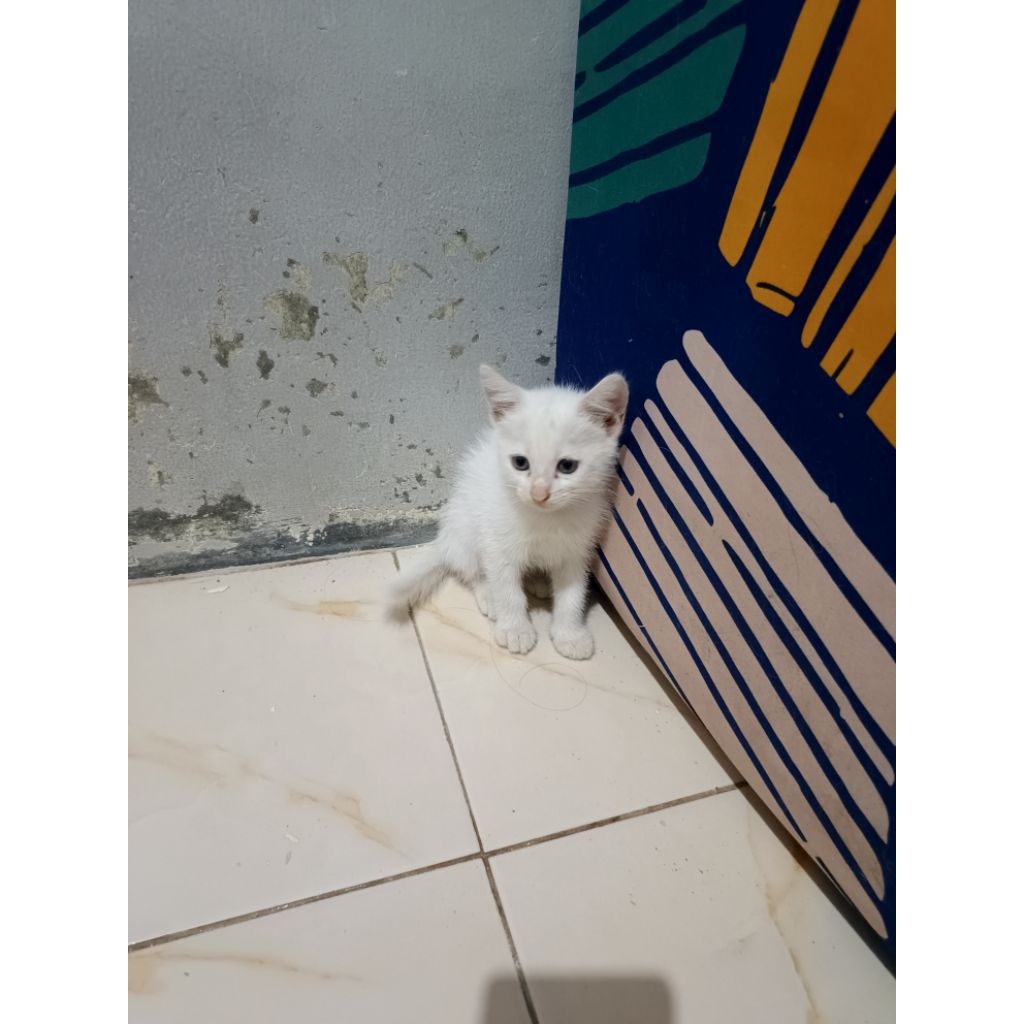 anakan, kitten persia mix breed,sepasang