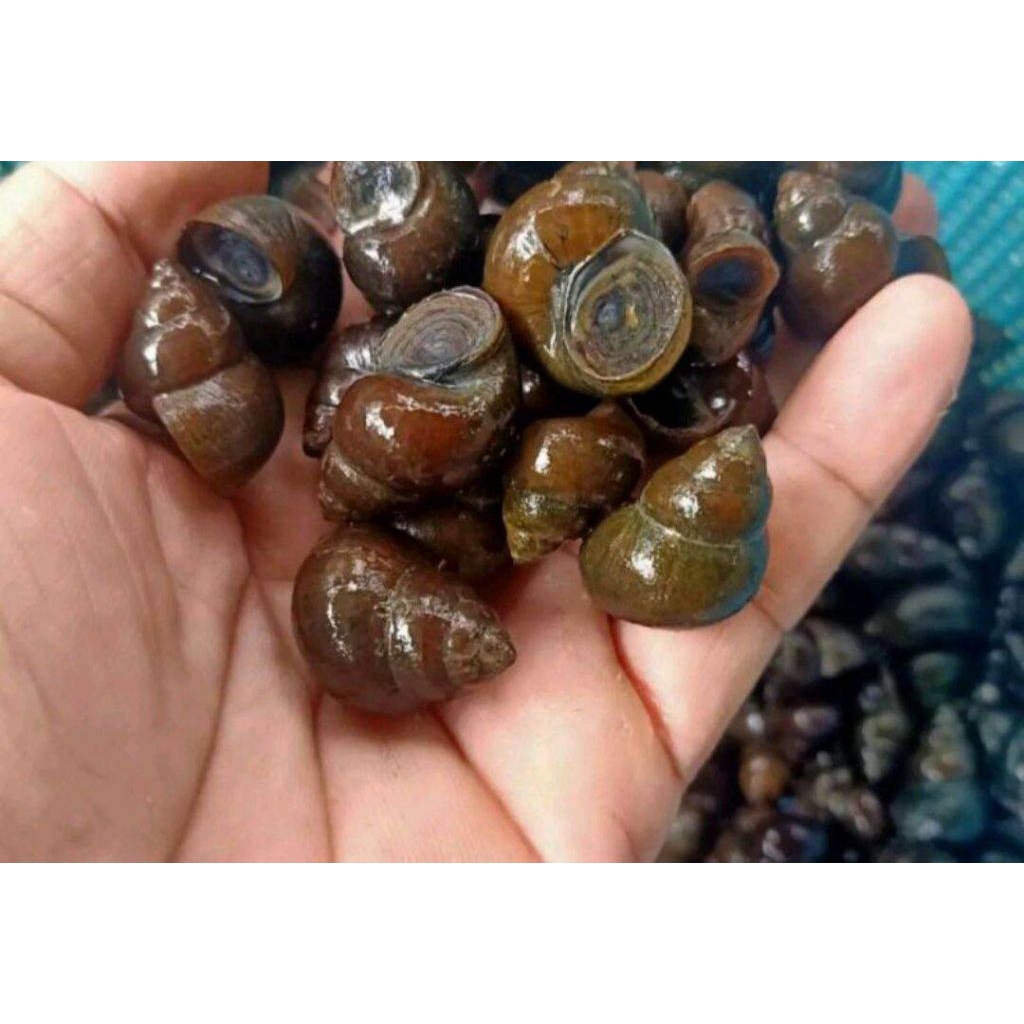 TUTUT KEONG SAWAH 1kg