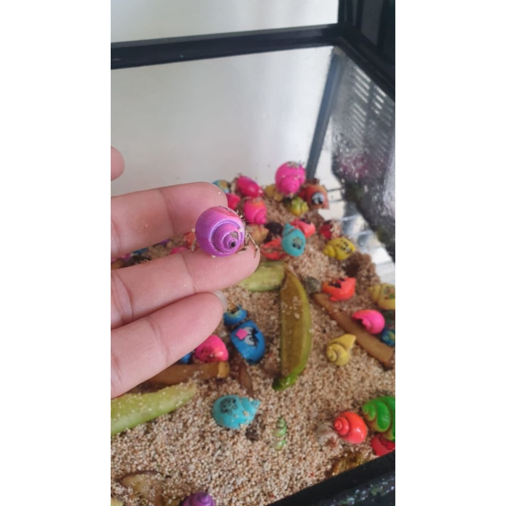 Kelomang / Umang wàrna warni