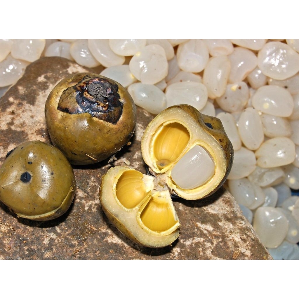 Kolang kaling segar Kolang kaling super Kolang kaling medan bahan manisan bersih