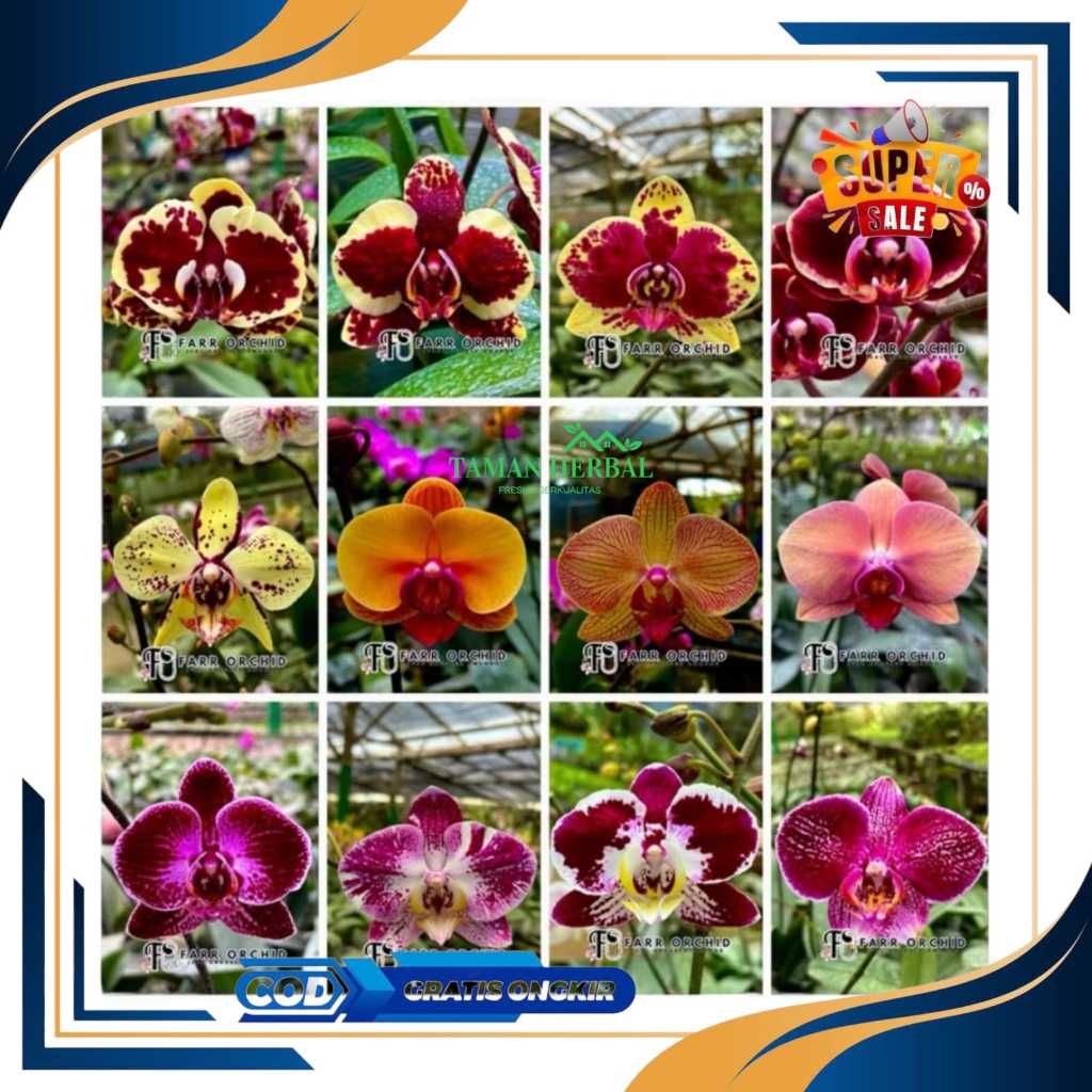 seedling anggrek bulan hybrid - bibit anggrek bulan berkualitas