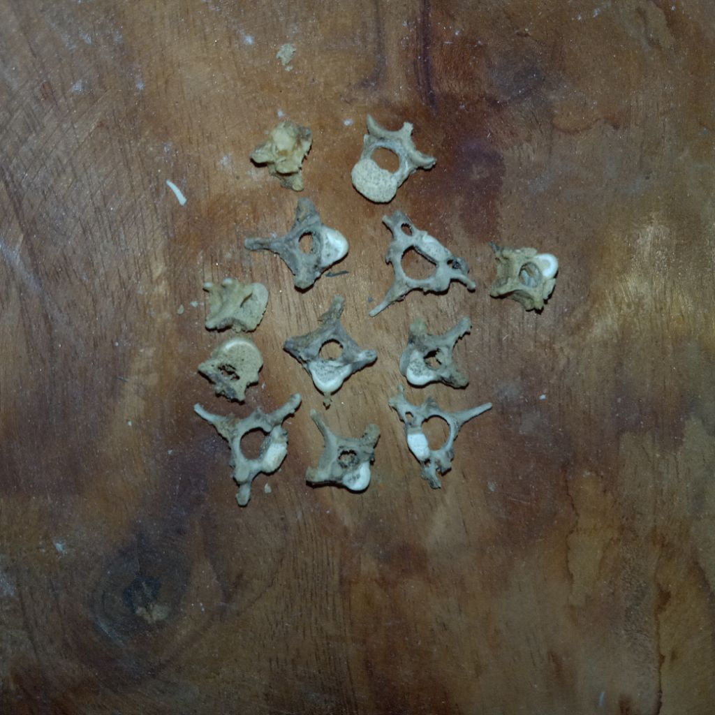 Tulang kukang punggung asli