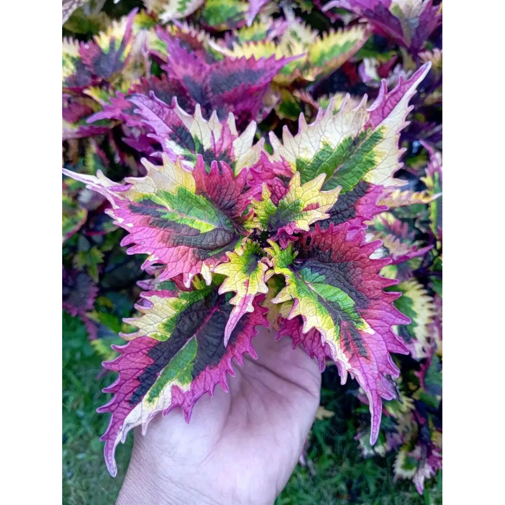 Miana rainbow 3 color