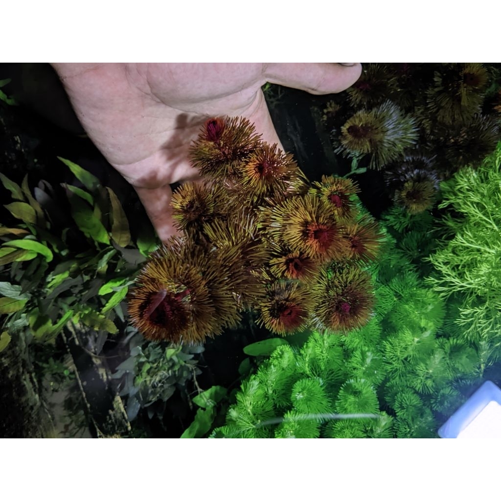 cabomba super red media wabikusa