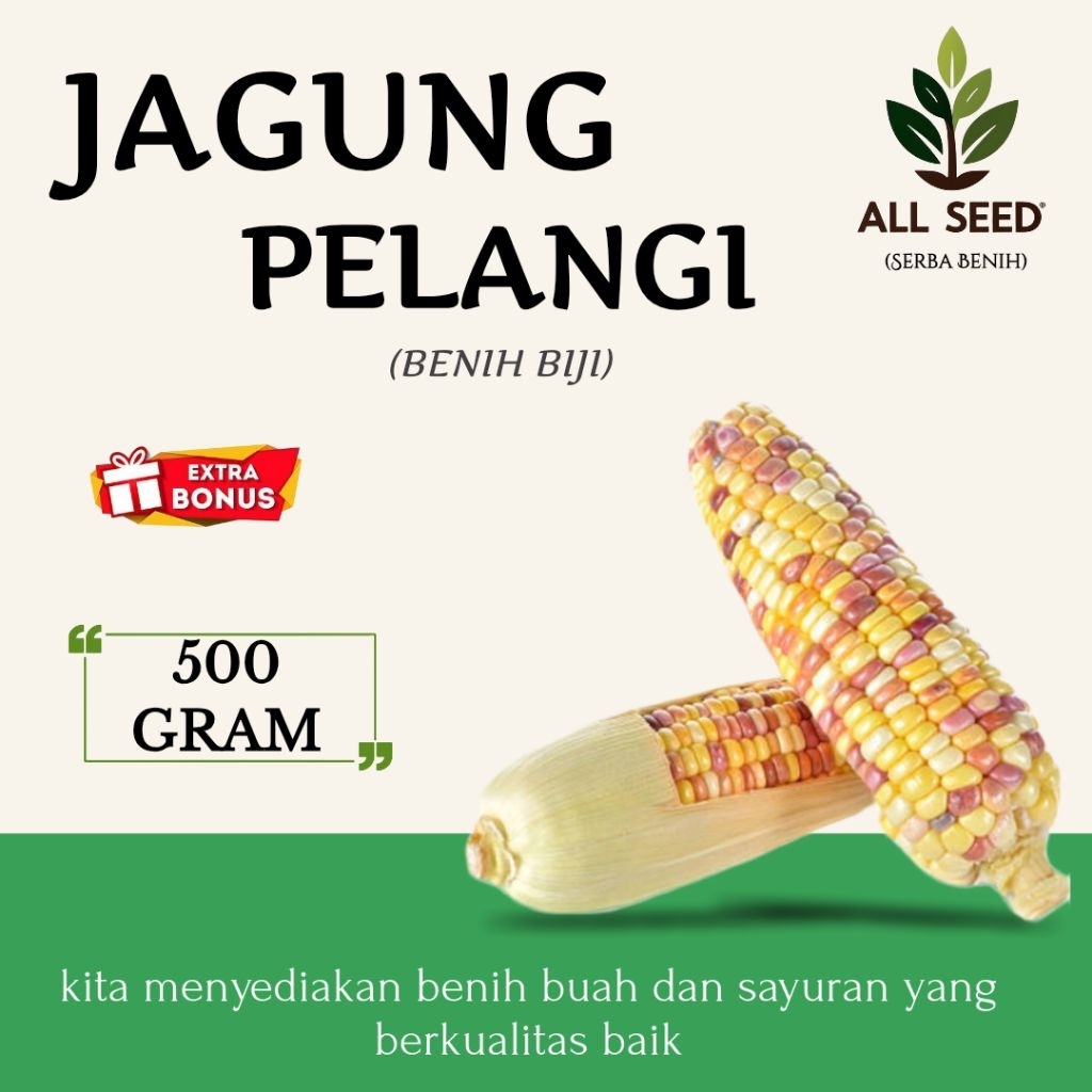 ( 500 gram ) Benih jagung pelangi | bibit biji jagung | jagung pelangi