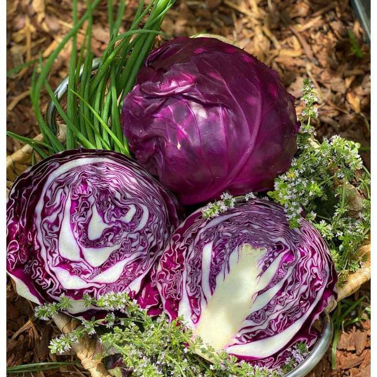 5 Biji Bibit Kubis Ungu