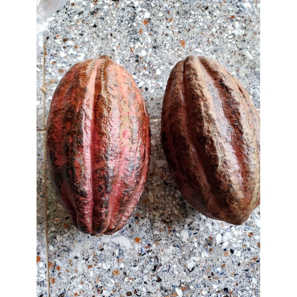 kakao Sulawesi MCC02