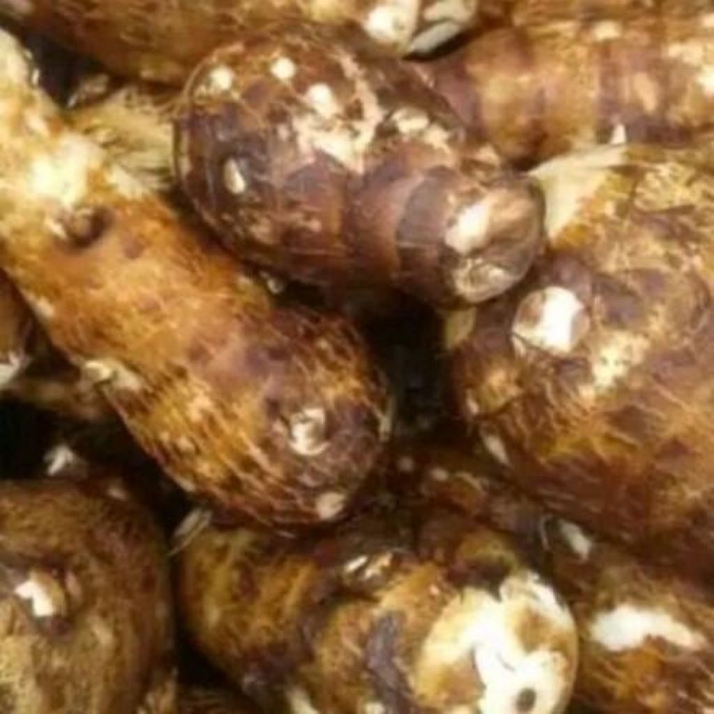 promo talas gajah 3kg/ Umbi talas kimpulUbi talas mbote 3 kg Ubi Talas Untuk Tanaman Ubi Talas Kimpu