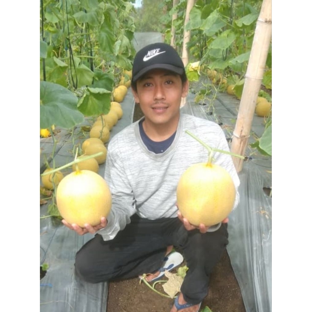 10 biji benih melon inthanon RZ