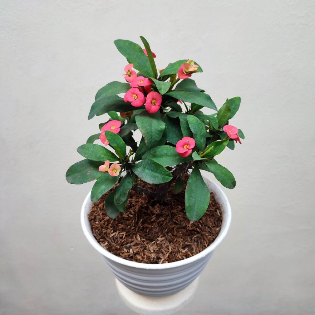 TANAMAN HIAS BUNGA EFORBIA MINI//BIBIT TANAMAN BUNGA EFORBIA (BISA COD)