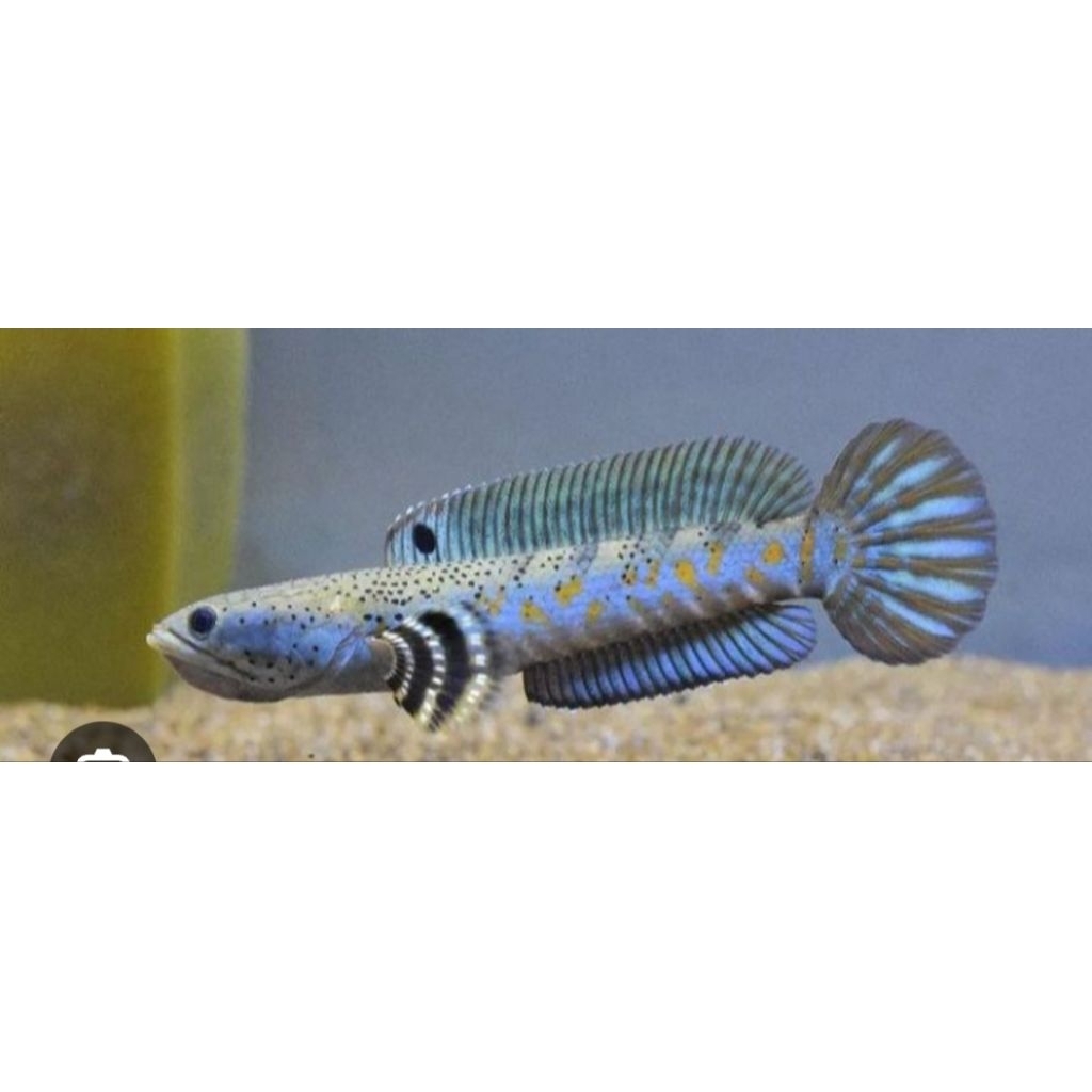 CHANA BLUE PULCRA 8-9CM GRADE A