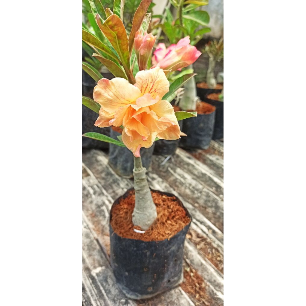 Adenium ID PORCELAIN Sudah Berbunga Bunga Tumpuk